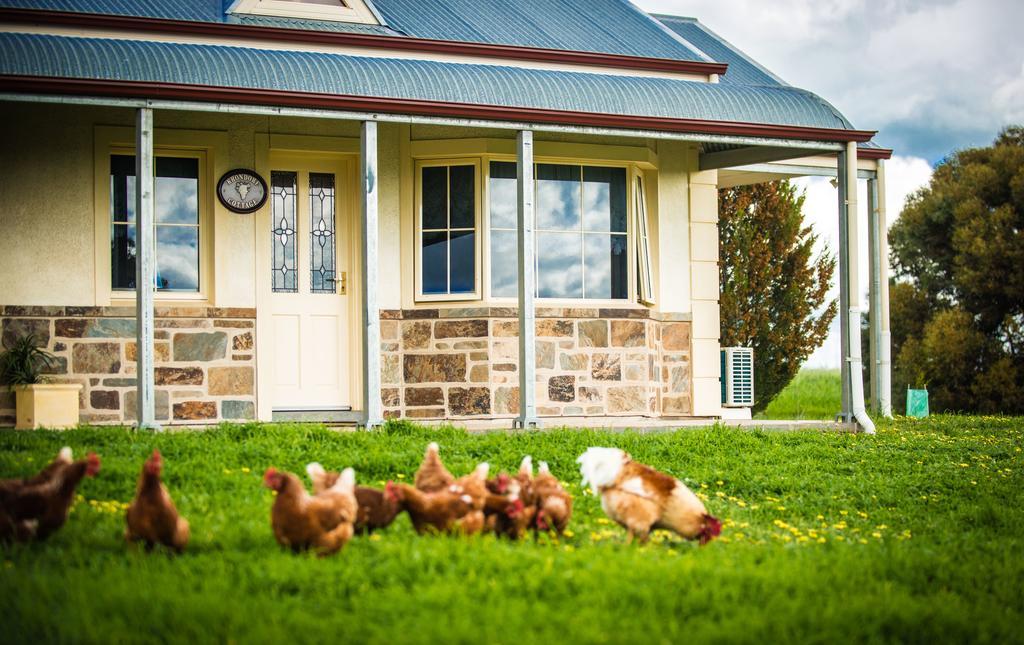 Barossa Vineyard Cottages Tanunda Esterno foto