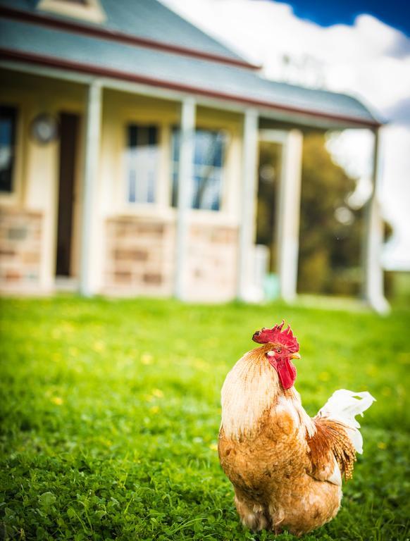 Barossa Vineyard Cottages Tanunda Esterno foto