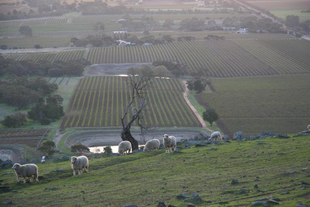 Barossa Vineyard Cottages Tanunda Esterno foto