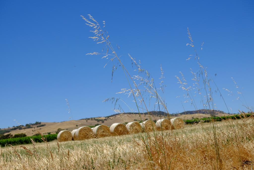 Barossa Vineyard Cottages Tanunda Esterno foto